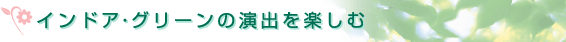 インドア･グリーンの演出を楽しむ